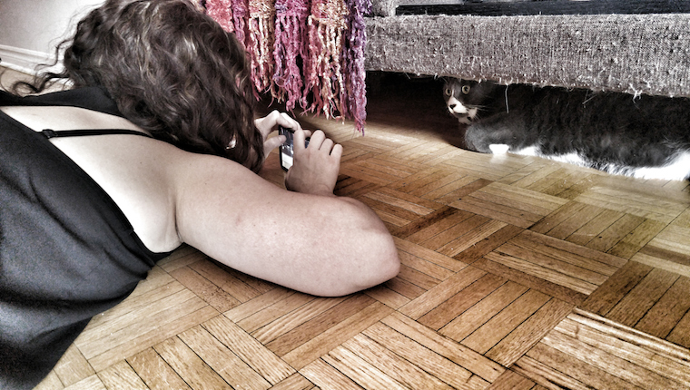 Katze wird fotografiert