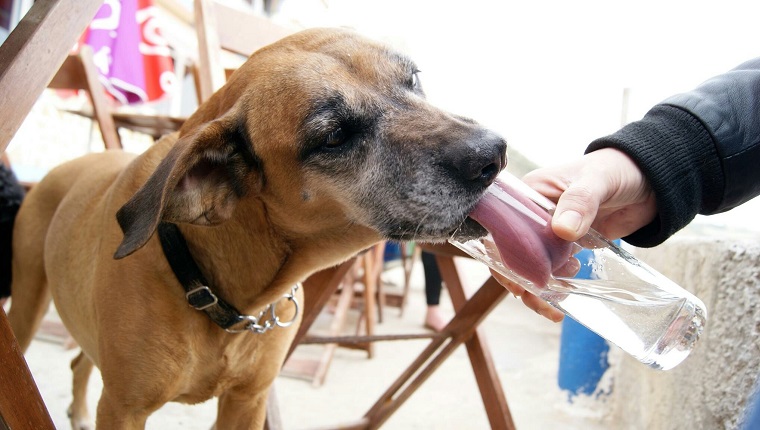 Hund leckt Wasser aus Glas