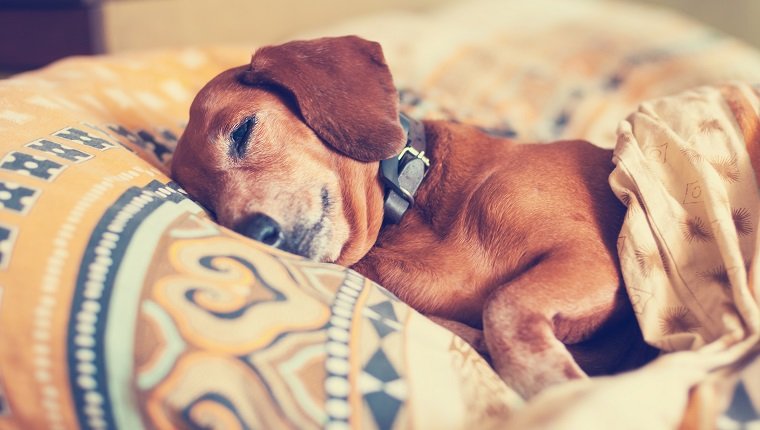 Der süße braune Hund, der Dackel, mit zusammengekniffenen Augen, schläft bequem unter der Decke auf dem verschwommenen Hintergrund.