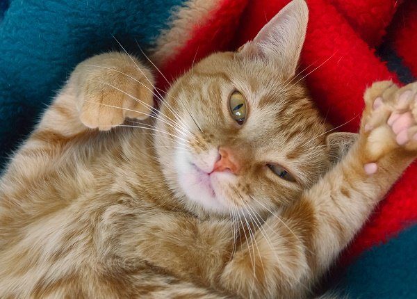 Adorable orange tabby polydactyl cat, belly up, looking at camera while showing paw with six toes. Also called Hemingway cats, some believe them to be a step forward in cat evolution as they sometimes use the extra toe as opposed finger.