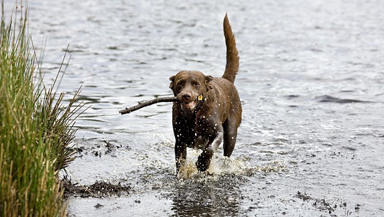Labrador (Canis lupus familiaris) läuft mit Stock durch Wasser. (Foto von: Arterra / Universal Images Group über Getty Images)