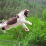 Weltsprungtag: 22 erstaunliche Katzen im Flug [PICTURES]