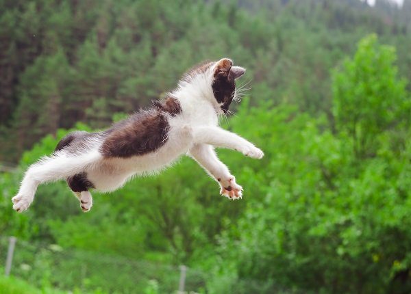 Weltsprungtag: 22 erstaunliche Katzen im Flug [PICTURES]