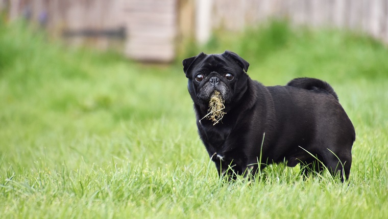 Porträt des schwarzen Mops, der Gras isst