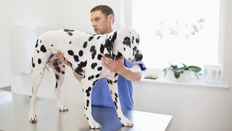 Tierarzt, der Hund in der Tierarztpraxis untersucht