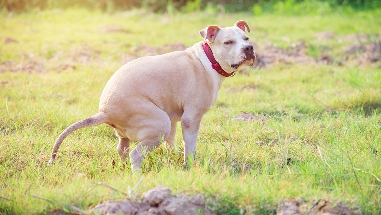 American Pitbull puppy shit on grass field
