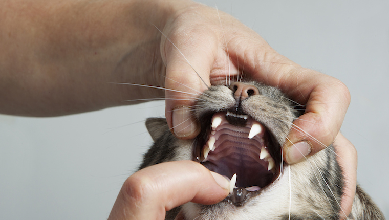 Katze mit untersuchten Zähnen