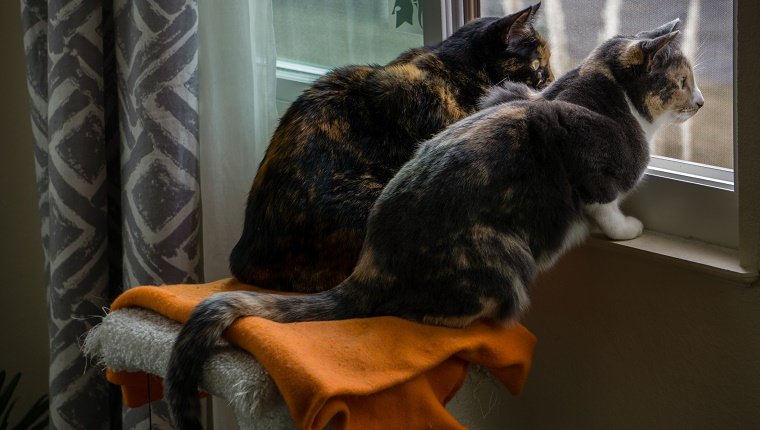 Zwei Kalikokatzen beobachten aus dem Fenster