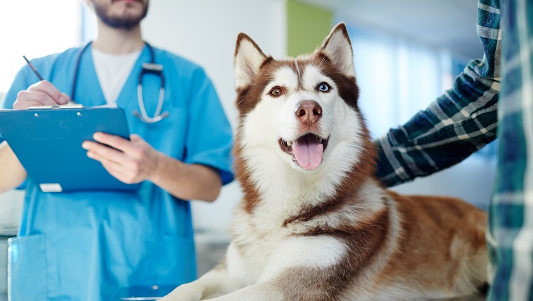 Husky Hund liegt auf Tierarzt Tisch mit Arzt und Meister in der Nähe