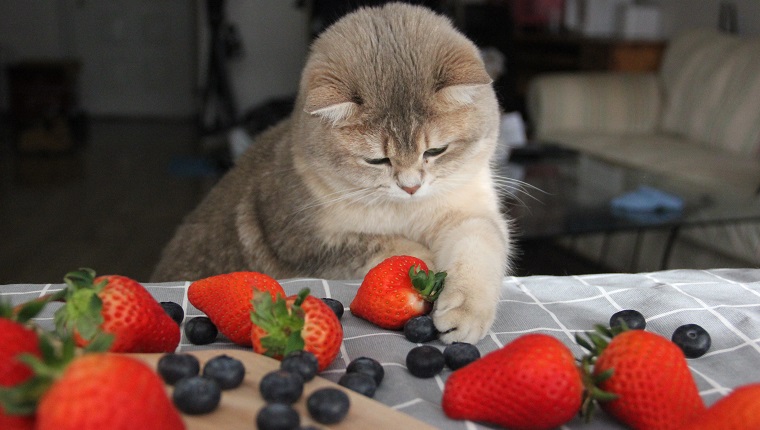 Katze mit Früchten