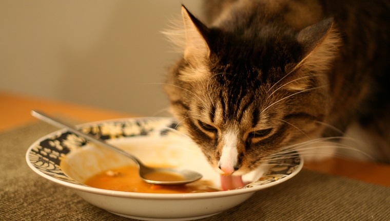 Katze auf dem Tisch isst Suppe aus einer Schüssel, indem sie mit seiner Zunge leckt.