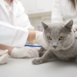 Female veterinarian examining domestic cat, may have hookworm infection