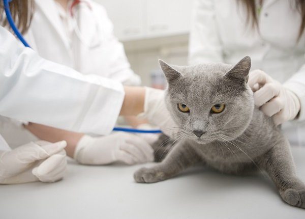 Female veterinarian examining domestic cat, may have hookworm infection