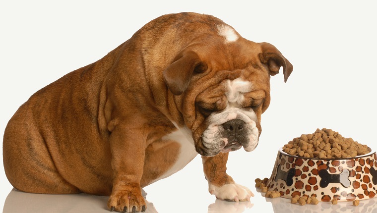 pingelige oder wählerische Bulldogge, die neben einer vollen Schüssel Hundefutter schmollt
