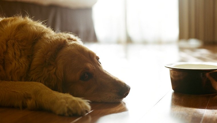 Magengeschwüre bei Hunden Symptome, Ursachen und Behandlungen