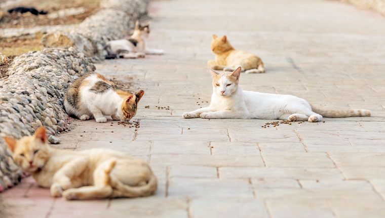 Eine Kolonie von Wild-, Streu- oder Gassenkatzen. Wildkatzen leben oft in Gruppen, die Kolonien genannt werden und sich in der Nähe von Nahrungsquellen und Unterkünften befinden. Einige Kolonien sind in komplexeren Strukturen organisiert.