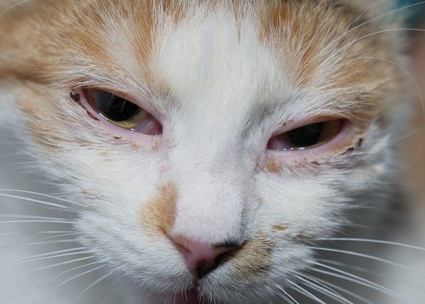adult cat with herpesvirus infection and purulent conjunctivitis