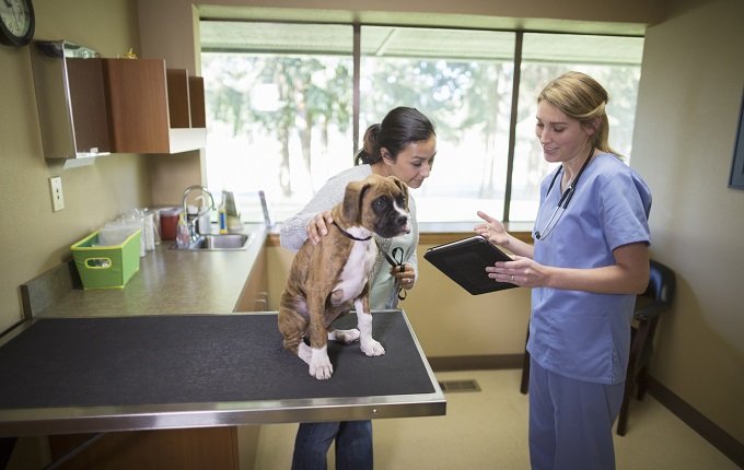 Tierarzt spricht mit Welpenbesitzer im Untersuchungsraum