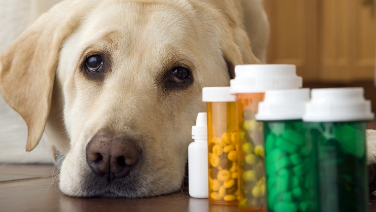 Labrador Hund, der neben Flasche mit Pillen und Medikamenten liegt, Nahaufnahme