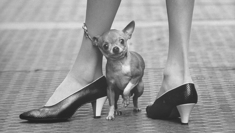Die Leine des Haustier-Chihuahua ist um das Bein des modischen Besitzers gewickelt.