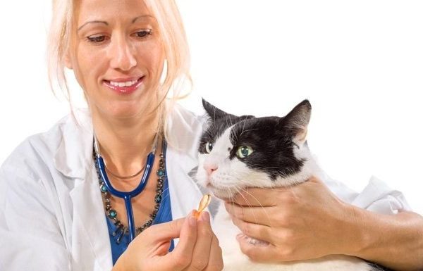 vet gives cat pill