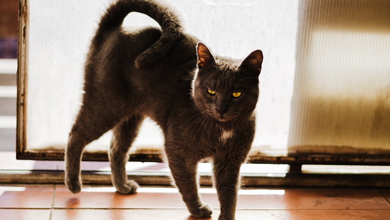 Schöne und große russische blaue Katze, die auf verführerische Weise an der Tür steht, Sonnenschein genießt und ihren Schwanz hochhält. Starke Hintergrundbeleuchtung