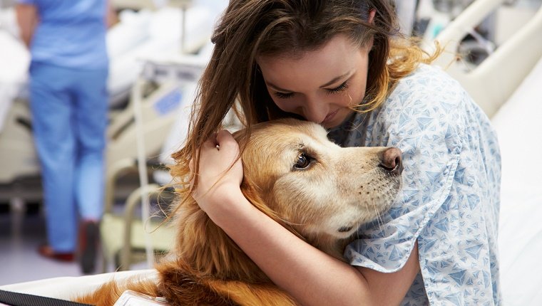 Süßer liebender Therapiehund, der junge glückliche Patientin im Krankenhaus besucht