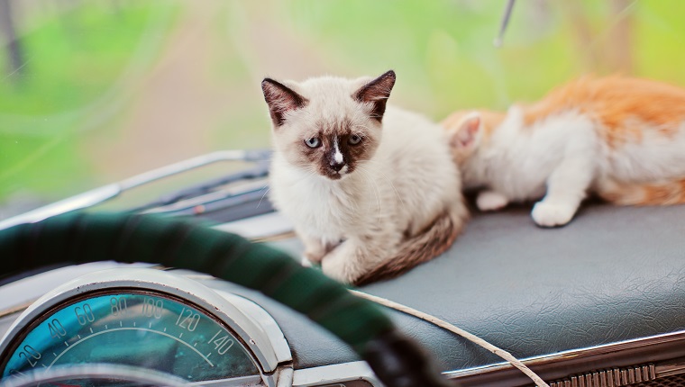 Zwei Kätzchen auf Armaturenbrett des Retro-Autos, Nowosibirsk, Russland