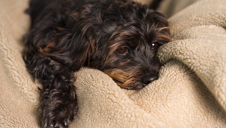Kleiner schwarzer Shih Tzu Mischlingshund Eckzahn liegt auf weichem Deckenbett, während unsicher allein krank gelangweilt einsam depressiv krank müde erschöpft erschöpft