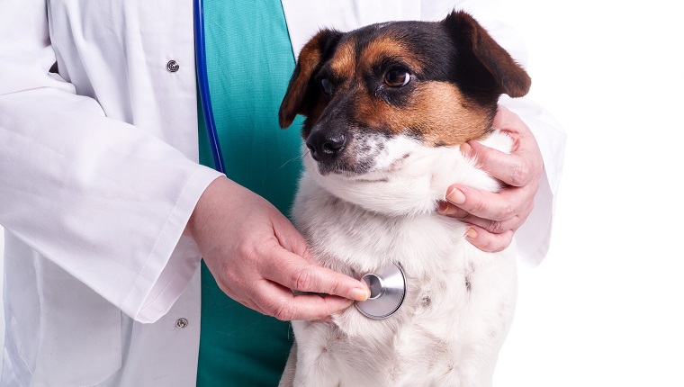 Tierarzt mit Hund, kranker Hund besucht den Tierarzt, der die Untersuchung durchführt, isoliert auf Weiß