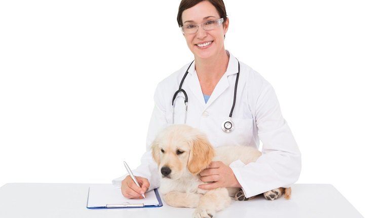 Lächelnder Tierarzt, der einen niedlichen Hund auf weißem Hintergrund untersucht