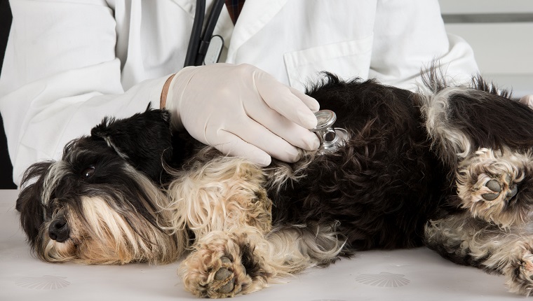 Nahaufnahme der tierärztlichen Untersuchung mit Stethoskop auf seitlich liegendem Zwergschnauzer