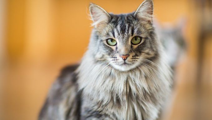 Maine Coon Katze sieht königlich aus