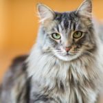 maine coon cat looking regal