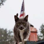 Portrait Of Cat On Railing Against American Flag
