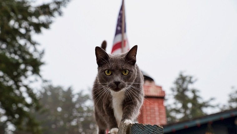 Porträt der Katze auf Geländer gegen amerikanische Flagge