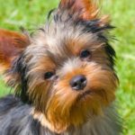 yorkie in grass thinking about the best yorkshire terrier dog names