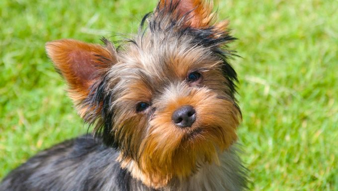 yorkie in grass thinking about the best yorkshire terrier dog names
