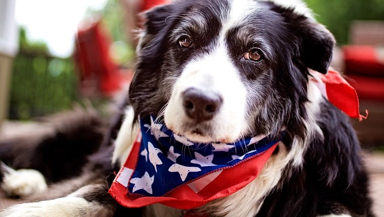 Border collie dog wearing a 4th of July scarf.