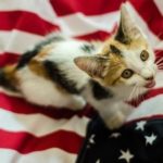 cat on american flag for 4th of July