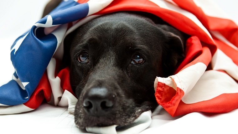 black Labrador mix wearing US flag