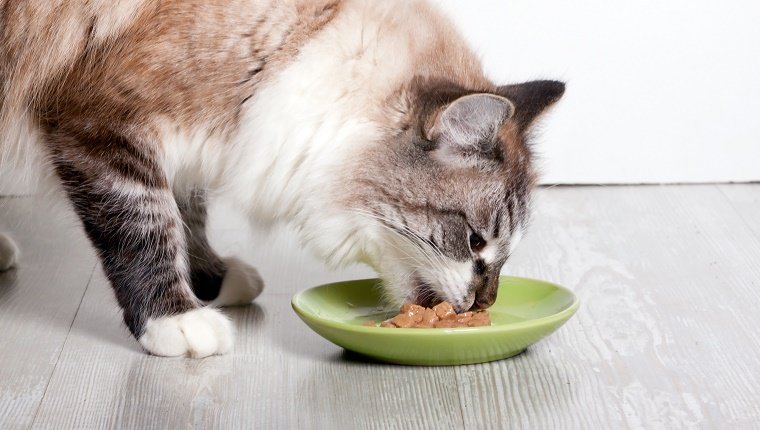 Katze frisst von einem Teller Dosenfutter