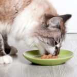 Cat eats from a plate canned food