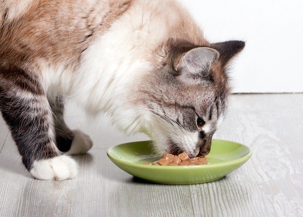 Cat eats from a plate canned food