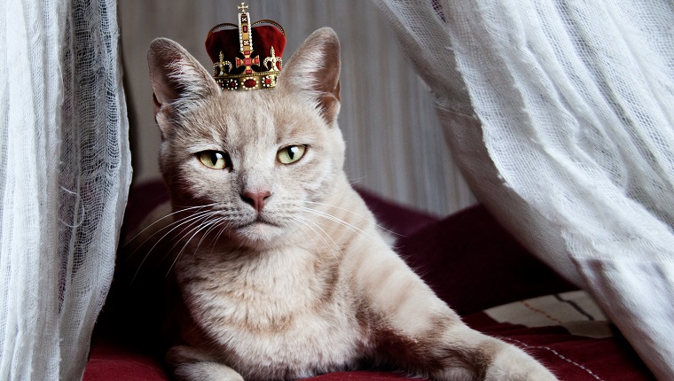 Porträt der weißen Katze mit Krone auf Kopf, der auf Bett sitzt, Namibia.