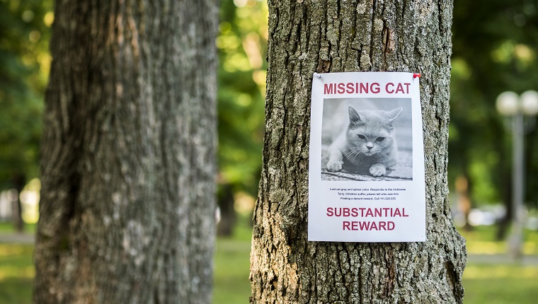 Banner mit der Ankündigung der vermissten Katze, die an einem Baum im Park hängt.