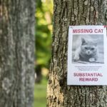 Banner with the announcement of the missing cat hanging on a tree in the park.