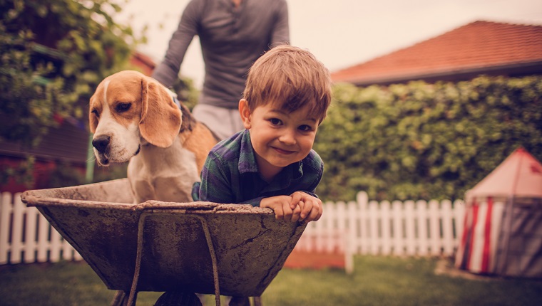 Foto des kleinen lächelnden Jungen, seines Vaters und des Hundes, die Spaß im Freien haben. Papa fährt sie in einer Schubkarre.