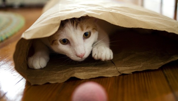 Katze in einer braunen Papiertüte.