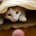 Cat inside a brown paper bag.